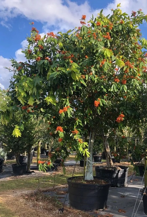 Asoka Pooja Flowers for Ram Bhagwan
