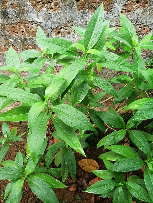 Adulsa plant in yard