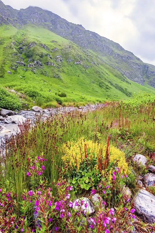 Best Time to Visit Valley of Flowers in India
