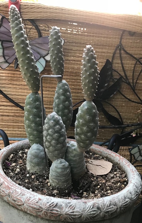 Grow Pine Cone Cactus in India