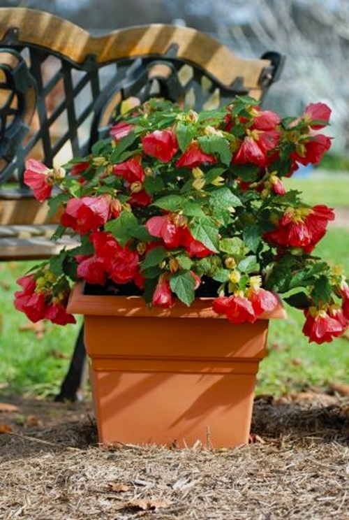 Bandarjhula flower plant pot near bench