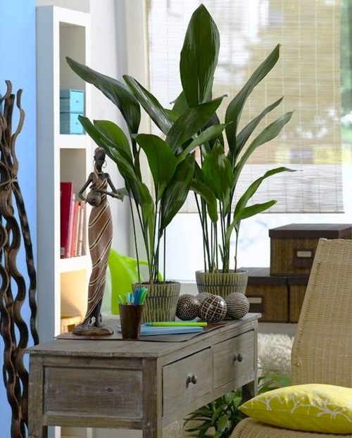 Cast Iron Plant Best Decorative Plants in India