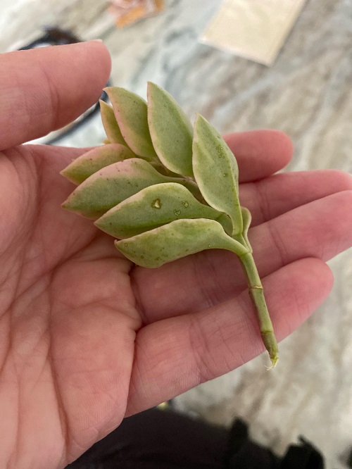 Heartleaf Ice Plant Propagation