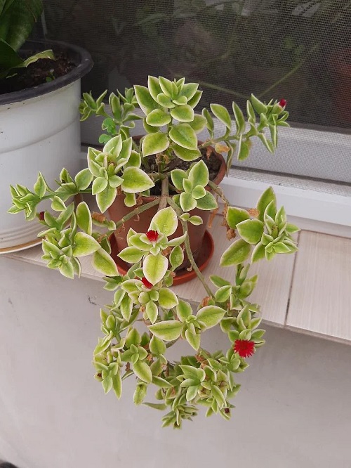 Requirements for Growing Heartleaf Ice Plant