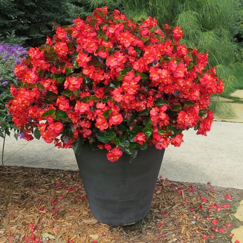 Blooming Red Begonia flower pot in garden