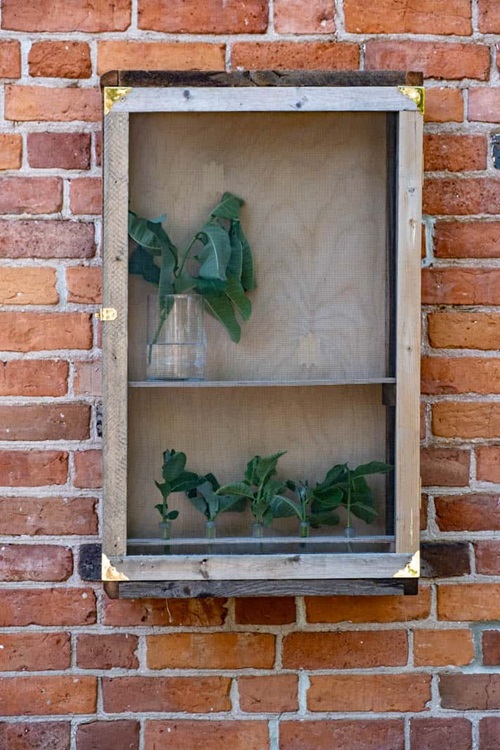 Butterfly Enclosure with Plants in the wall