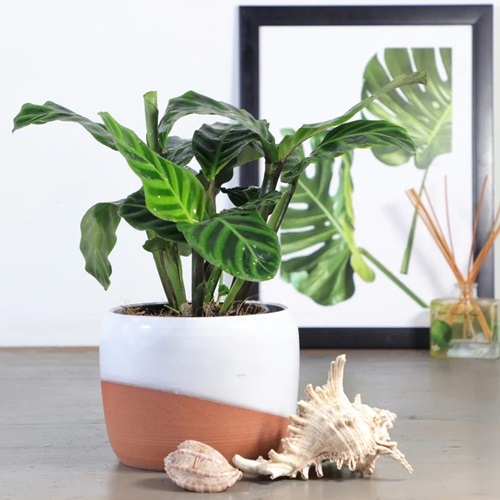 Calathea Best Decorative Plants in India
