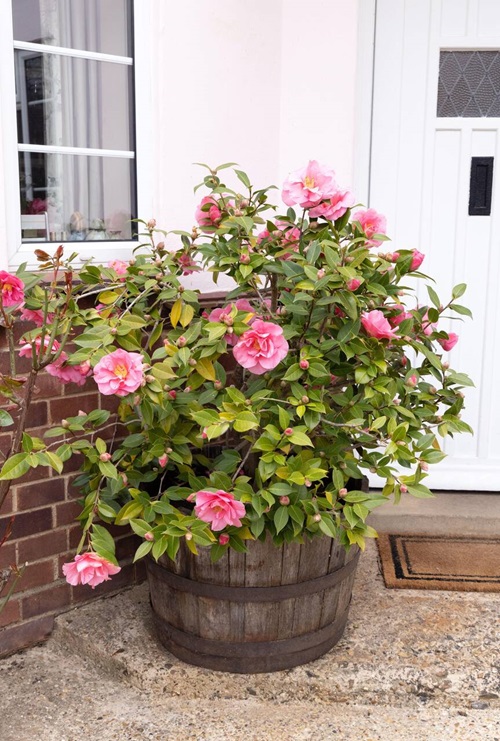 Camellia pink blooming flower in container