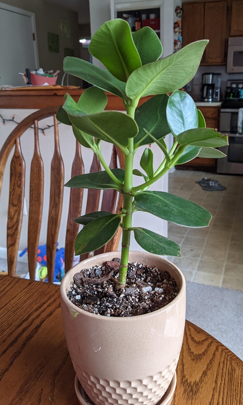 ferrtilized Clusia Plant on the table