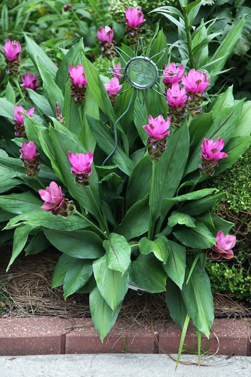 Turmeric Pink Flowers in India