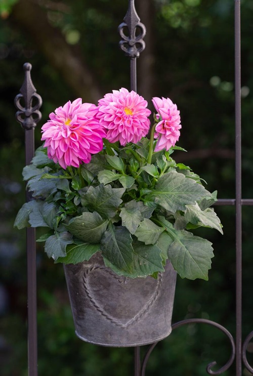 Dahlia Pink Flowers in India