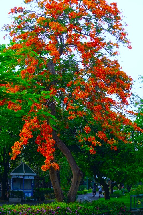 Gulmohar red flower in india