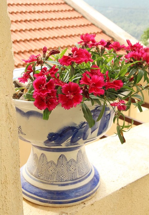 Carnation Red flowers in india
