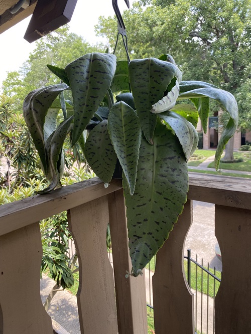 Requirements for Growing Donkey Ears Plant