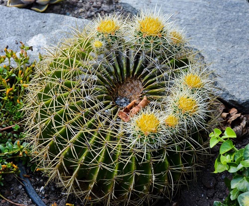 Golden Barrel Cactus With Yellow Flowers