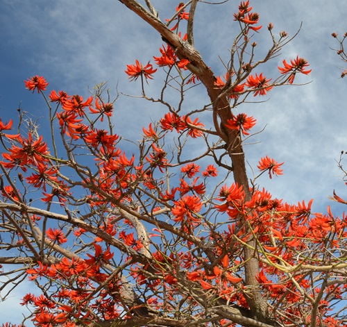 Rohini red flowers in india