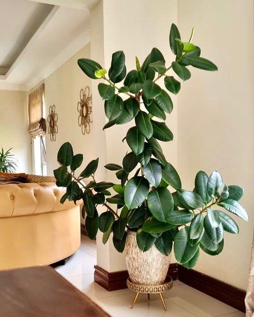 Rubber Plant pot in living room corner