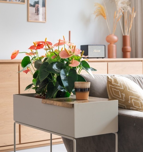 Flamingo Lily planter in living room