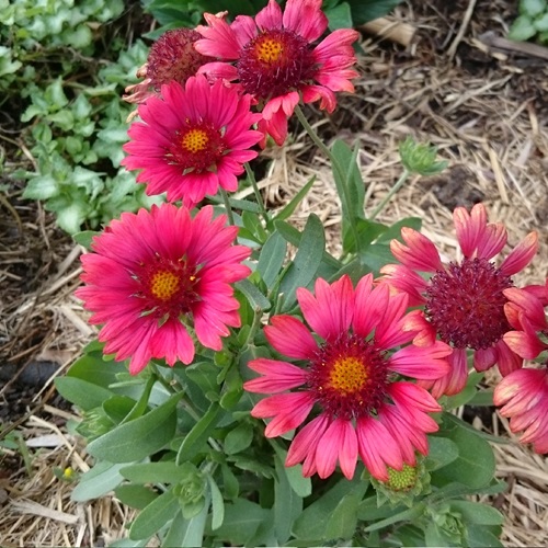 Blanket Flower pink flower in india