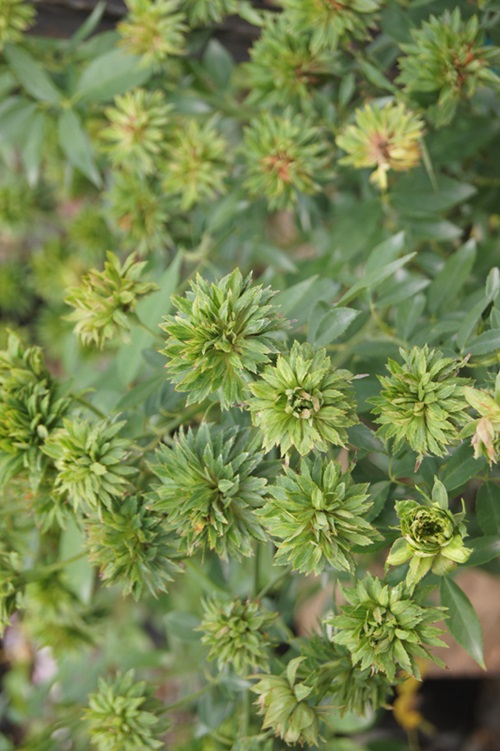 Green Rose plant in garden