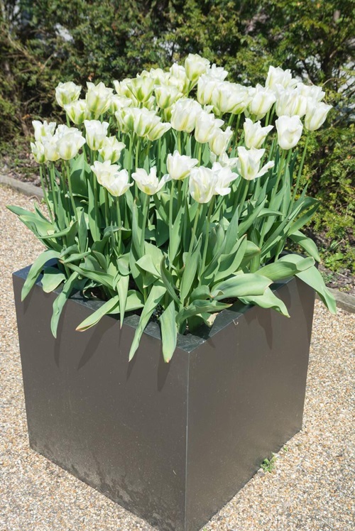 Green Tulip flower pot in garden