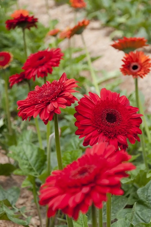 Gule Ashrafi flowers blooming in garden
