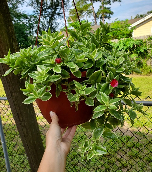 Heartleaf Ice Plant Care