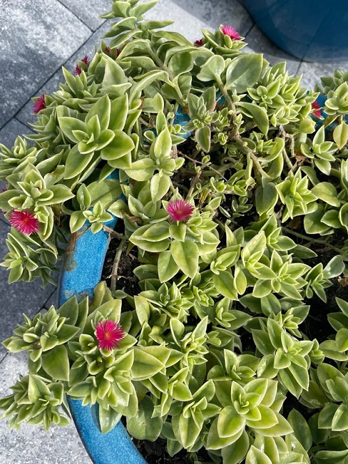 Heartleaf Ice Plant Information