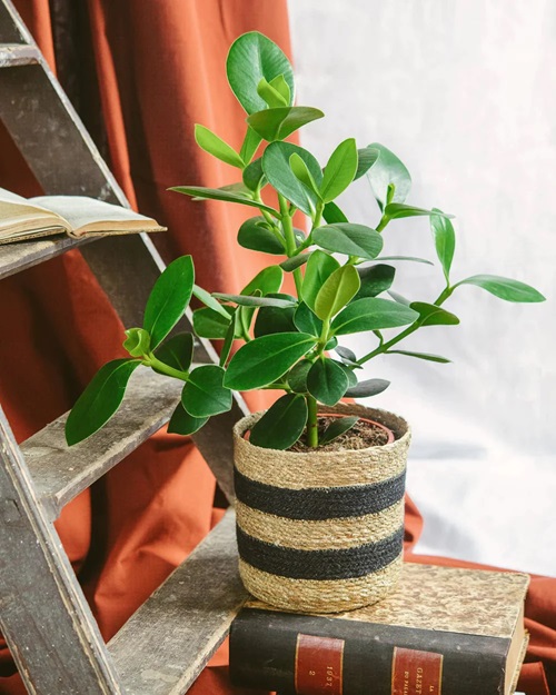 Clusia Plants pot near window 