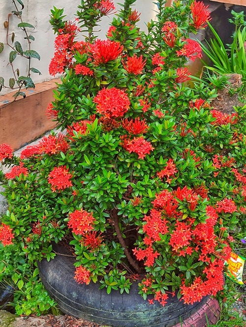 Rugmini plant in tyre planter in garden