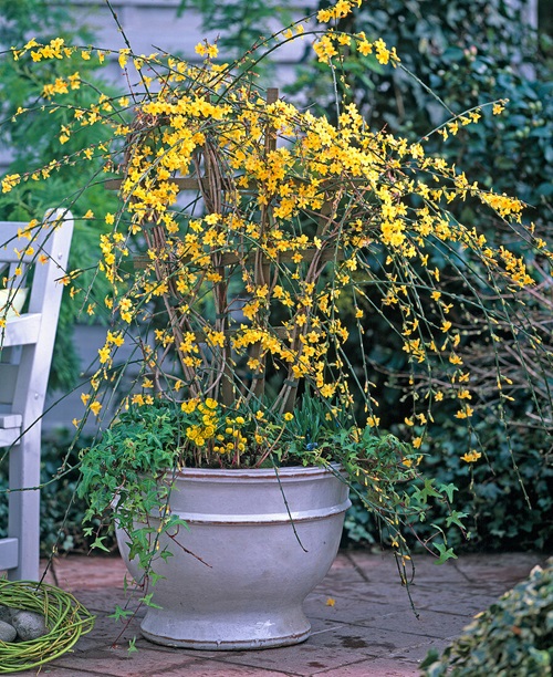 Yellow Jasmine flower pot near chair