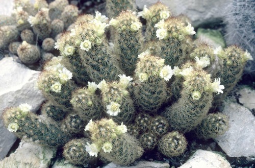 Golden Lace Cactus With Yellow Flowers