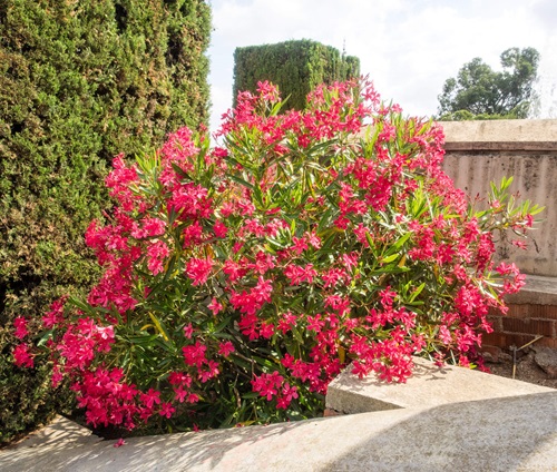 Kaner plant in garden