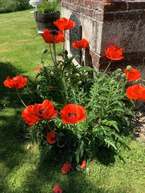 Khus Khus (Red Poppy) flower plant in garden
