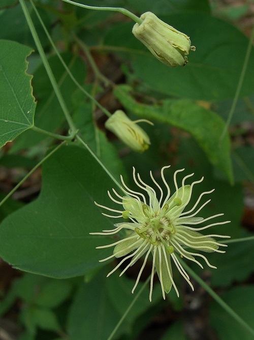 Green Passionflower vines in garden