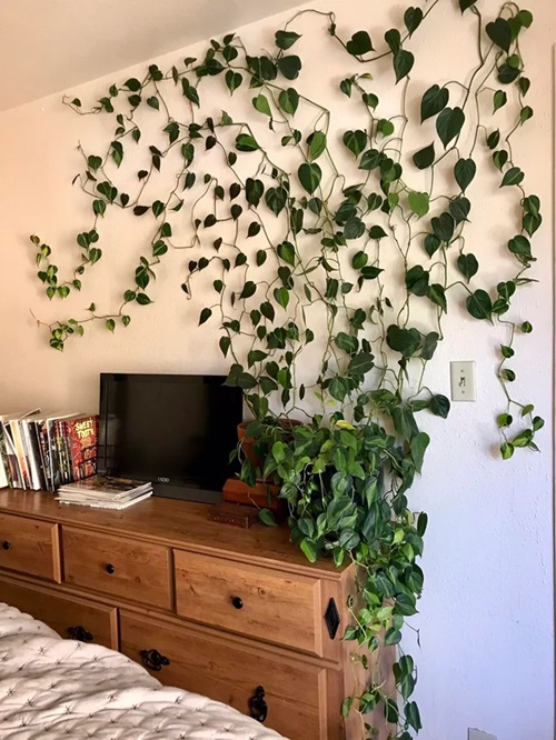 Philodendron in bedroom Best Decorative Plants in India