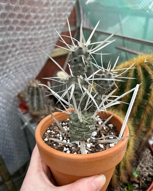 Pine Cone Cactus Care fertilizing