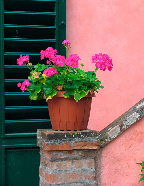 Rose Pink Flowers in India