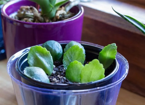 Propagating Donkey Ears Succulent