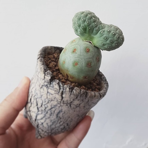 Propagating Pine Cone Cactus