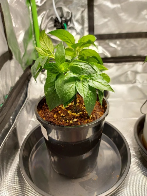 propagating Growing Ring of Fire Plant in pot