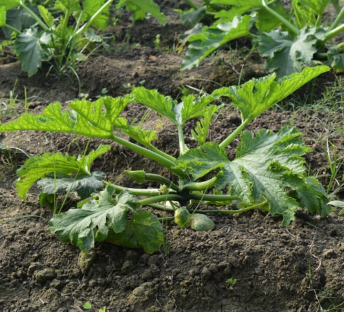 First Pumpkin Growth Stages Explained