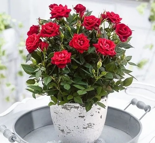 Gulab flower in pot on table