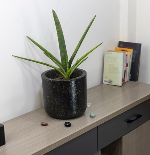 How to Grow Starfish Plant in India