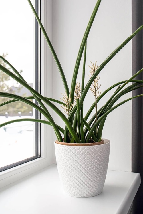 sun light Requirements for Growing Starfish Plant