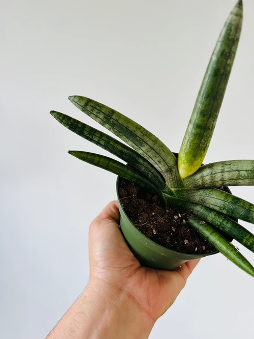 Sansevieria Starfish Plant fertilizng