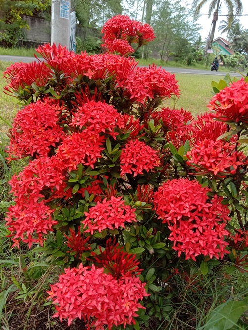 Ashok flower plant in garden