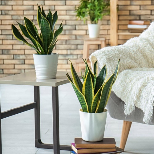 Snake Plant on corner stand near sofa