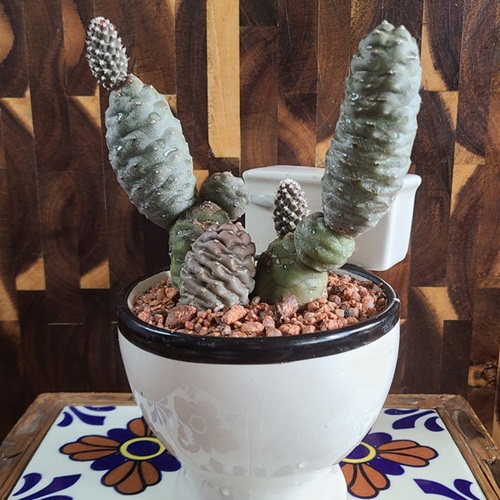 Pine Cone Cactus