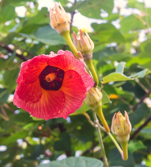red Paras Peepal flower plant in garden